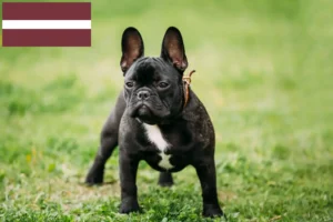 Read more about the article French Bulldog breeders and puppies in Latvia