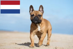 Read more about the article French Bulldog breeders and puppies in the Netherlands