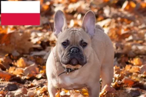 Read more about the article French Bulldog breeders and puppies in Poland