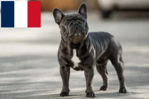 Read more about the article French Bulldog breeders and puppies in Réunion