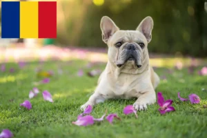 Read more about the article French Bulldog breeders and puppies in Romania