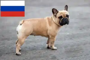 Read more about the article French Bulldog breeders and puppies in Russia