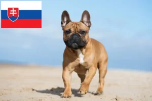 Read more about the article French Bulldog breeders and puppies in Slovakia