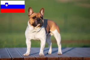 Read more about the article French Bulldog breeders and puppies in Slovenia