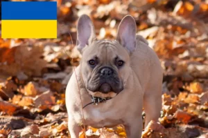 Read more about the article French Bulldog breeders and puppies in Ukraine