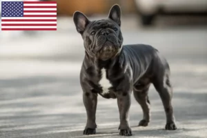Read more about the article French Bulldog breeders and puppies in the USA