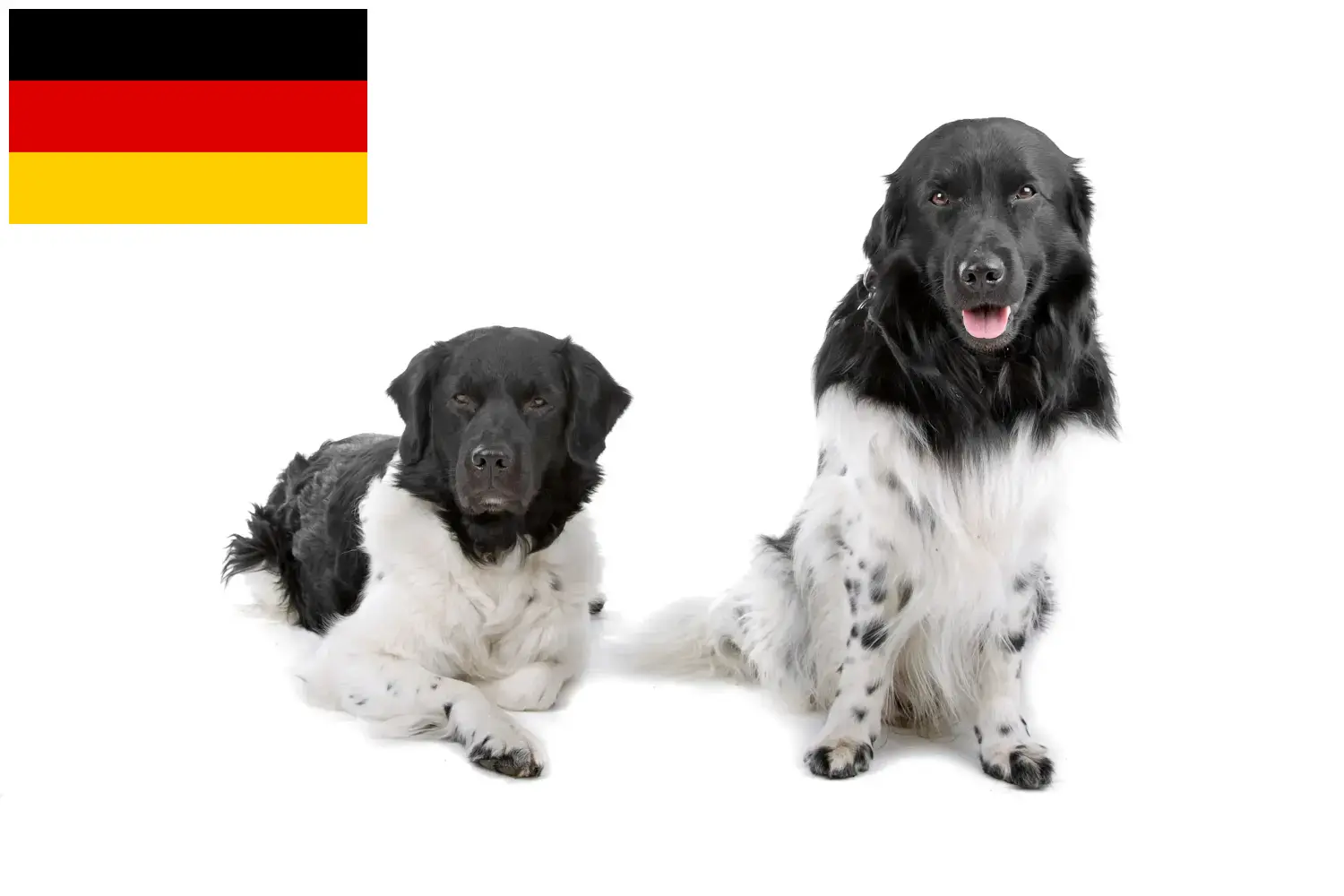Read more about the article Frisian Water Dog breeders and puppies in Germany