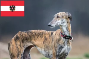 Read more about the article Galgo Espanol breeders and puppies in Austria