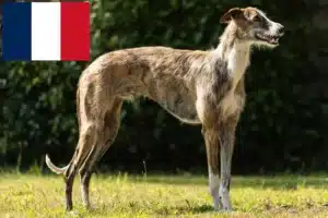 Read more about the article Galgo Espanol breeders and puppies in France