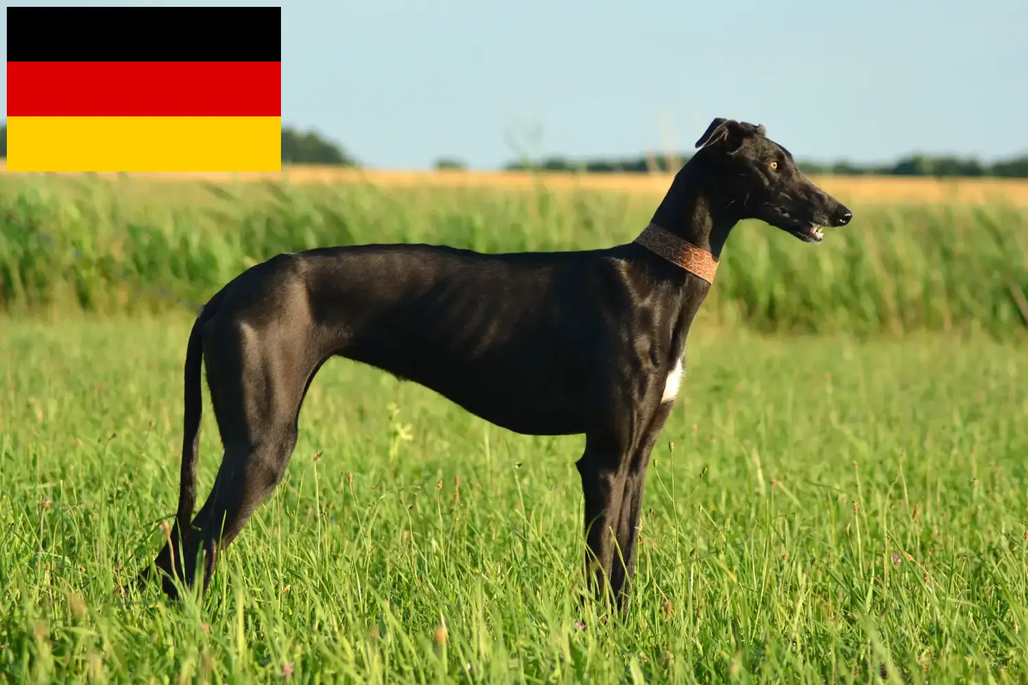 Read more about the article Galgo Espanol breeders and puppies in Germany