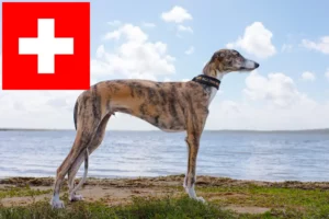 Read more about the article Galgo Espanol breeders and puppies in Switzerland