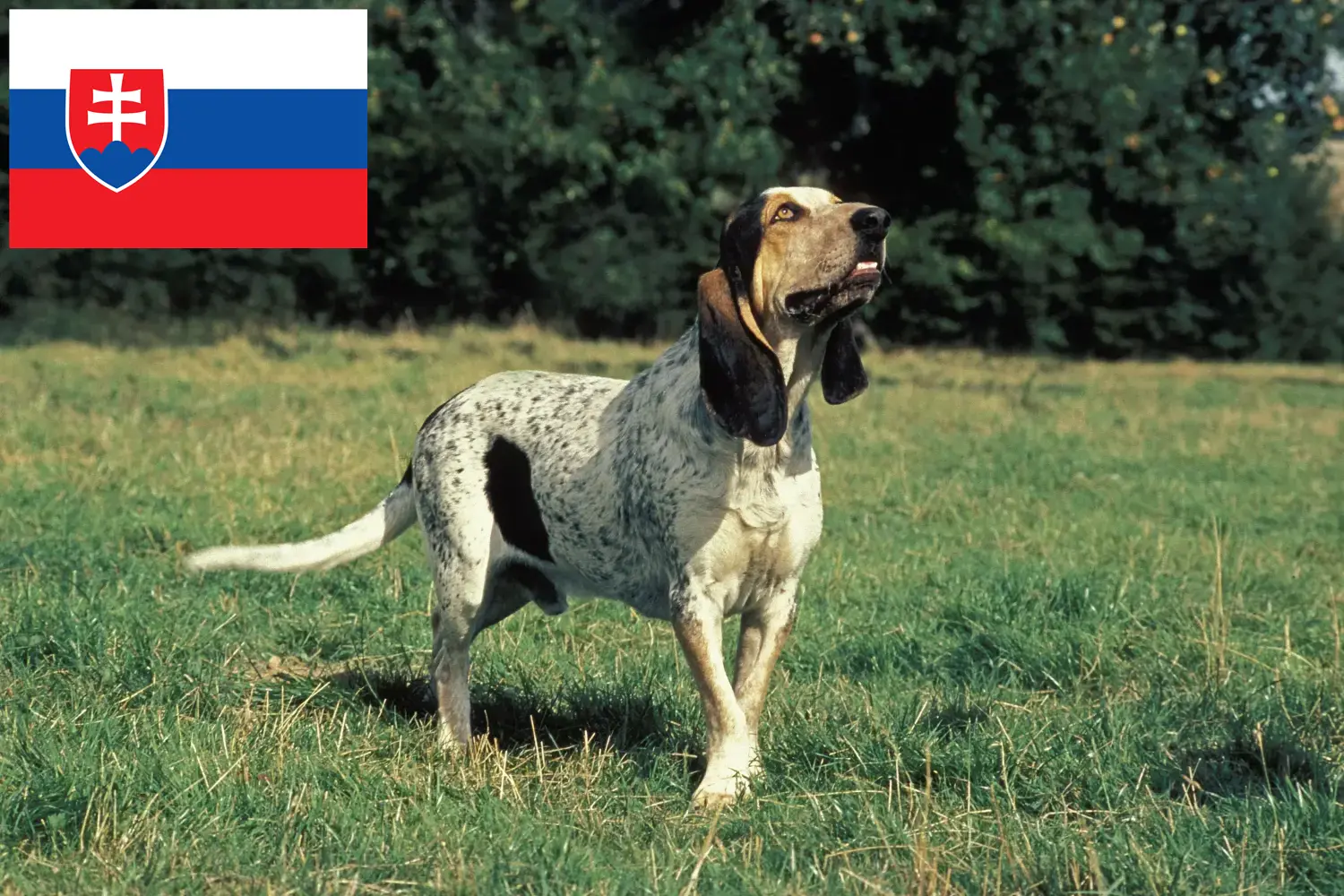 Read more about the article Gascon Saintongeois breeders and puppies in Slovakia