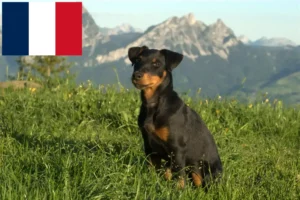 Read more about the article German Hunting Terrier breeders and puppies in France