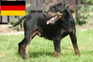 Read more about the article German Hunting Terrier breeders and puppies in Germany