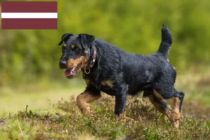 Read more about the article German Hunting Terrier breeders and puppies in Latvia