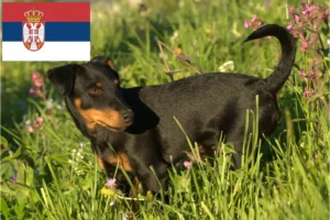 Read more about the article German Hunting Terrier breeders and puppies in Serbia
