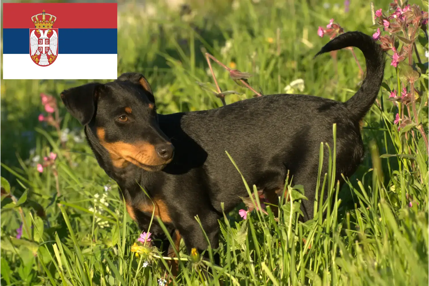 Read more about the article German Hunting Terrier breeders and puppies in Serbia