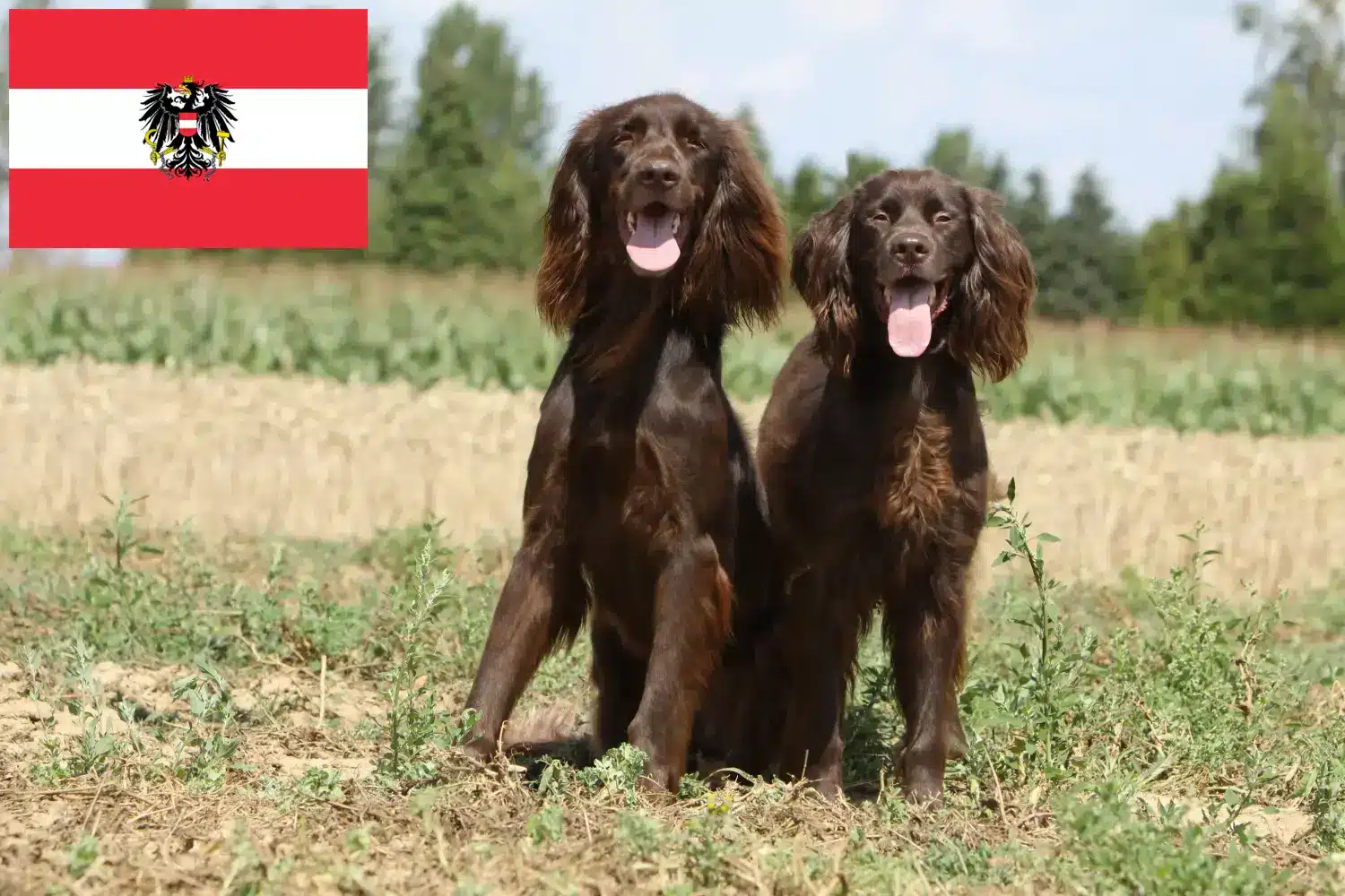 Read more about the article German Longhair breeders and puppies in Austria