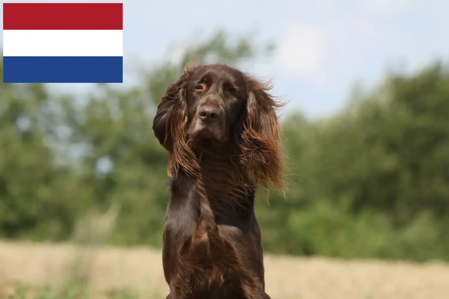 Read more about the article German Longhair breeders and puppies in the Netherlands