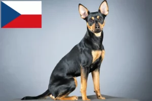 Read more about the article German Pinscher breeders and puppies in the Czech Republic