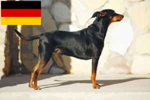 Read more about the article German Pinscher breeders and puppies in Germany