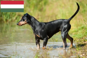 Read more about the article German Pinscher breeder and puppies in Hungary