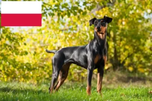 Read more about the article German Pinscher breeder and puppies in Poland
