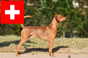 Read more about the article German Pinscher breeders and puppies in Switzerland