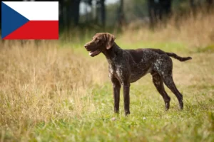 Read more about the article German Shorthair breeders and puppies in the Czech Republic