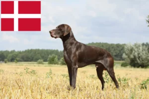Read more about the article German Shorthair breeders and puppies in Denmark