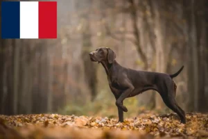 Read more about the article German Shorthair breeders and puppies in France