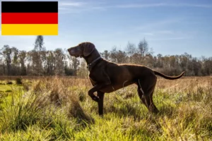 Read more about the article German Shorthair breeders and puppies in Germany