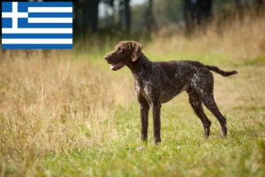 Read more about the article German Shorthair breeders and puppies in Greece