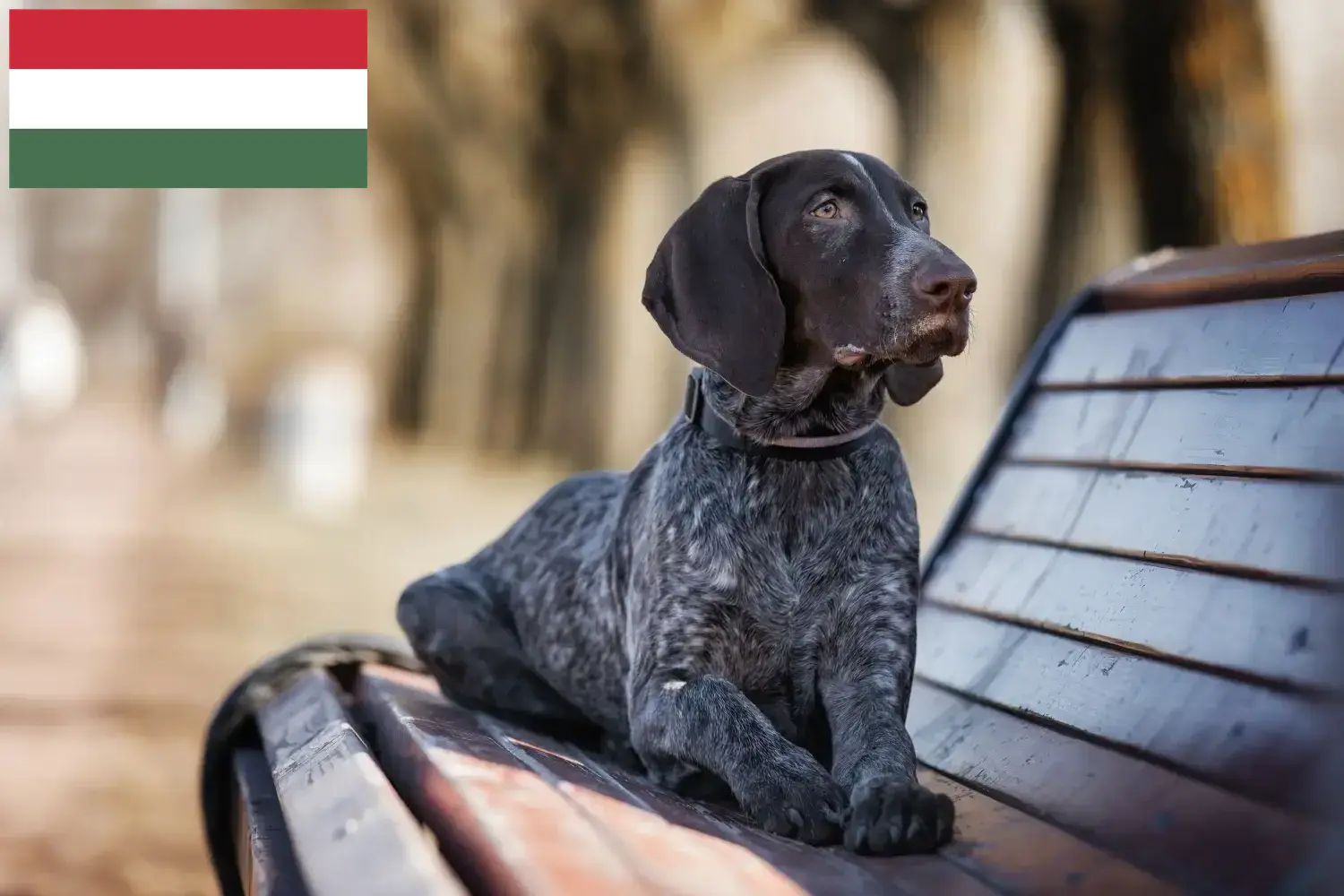 Read more about the article German Shorthair breeders and puppies in Hungary