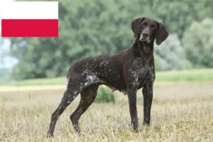 Read more about the article German Shorthair breeders and puppies in Poland