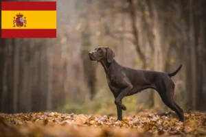 Read more about the article German Shorthair breeders and puppies in Spain