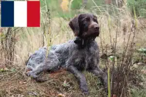 Read more about the article Deutsch Drahthaar breeders and puppies in France