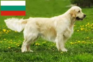 Read more about the article Golden Retriever breeders and puppies in Bulgaria