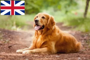 Read more about the article Golden Retriever breeders and puppies in Great Britain