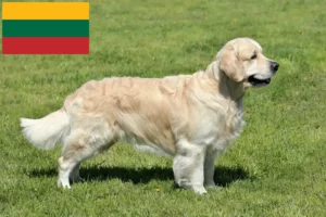 Read more about the article Golden Retriever breeders and puppies in Lithuania