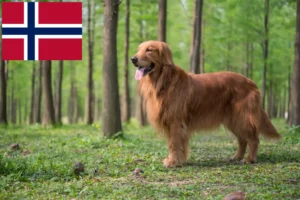 Read more about the article Golden Retriever breeders and puppies in Norway