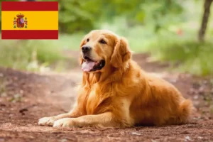 Read more about the article Golden Retriever breeders and puppies in Spain