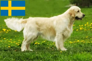 Read more about the article Golden Retriever breeders and puppies in Sweden