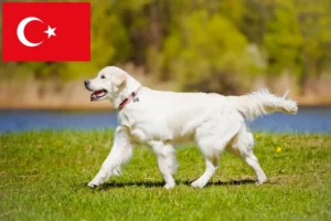 Read more about the article Golden Retriever breeders and puppies in Turkey