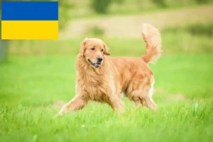 Read more about the article Golden Retriever breeders and puppies in Ukraine