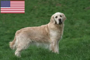 Read more about the article Golden Retriever breeders and puppies in the USA