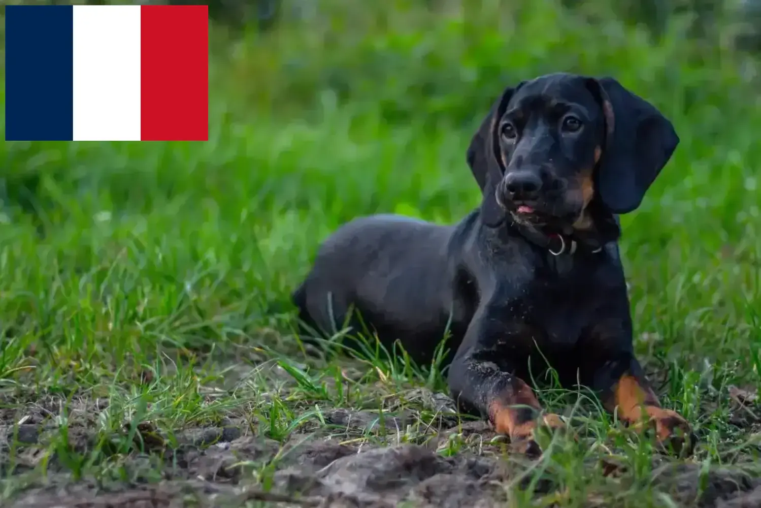 Read more about the article Gończy Polski breeders and puppies in France