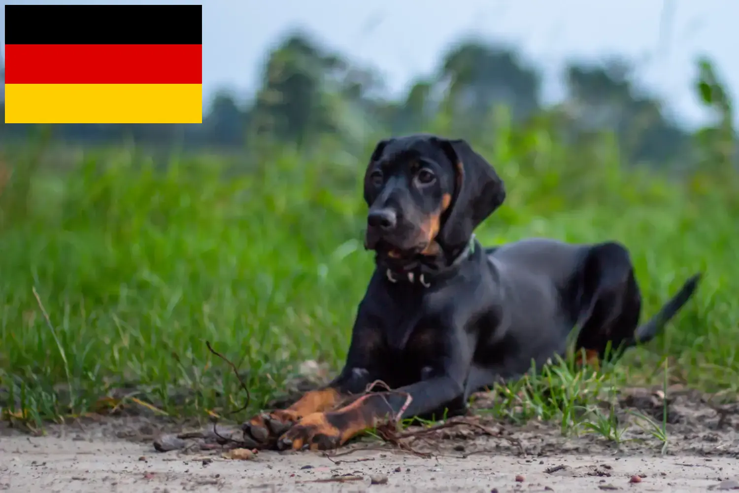 Read more about the article Gończy Polski breeders and puppies in Germany