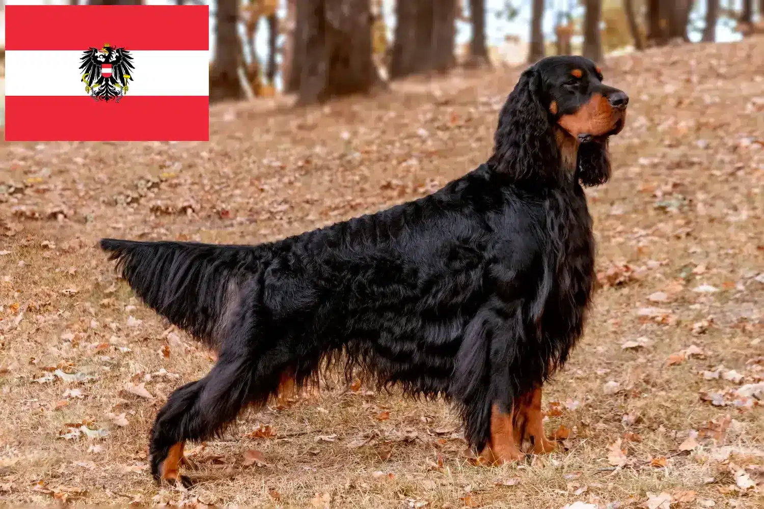 Read more about the article Gordon Setter breeders and puppies in Austria