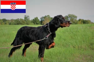 Read more about the article Gordon Setter breeders and puppies in Croatia